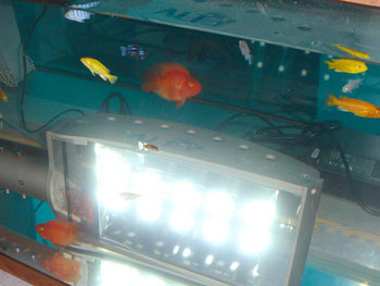 fish tank soak 2